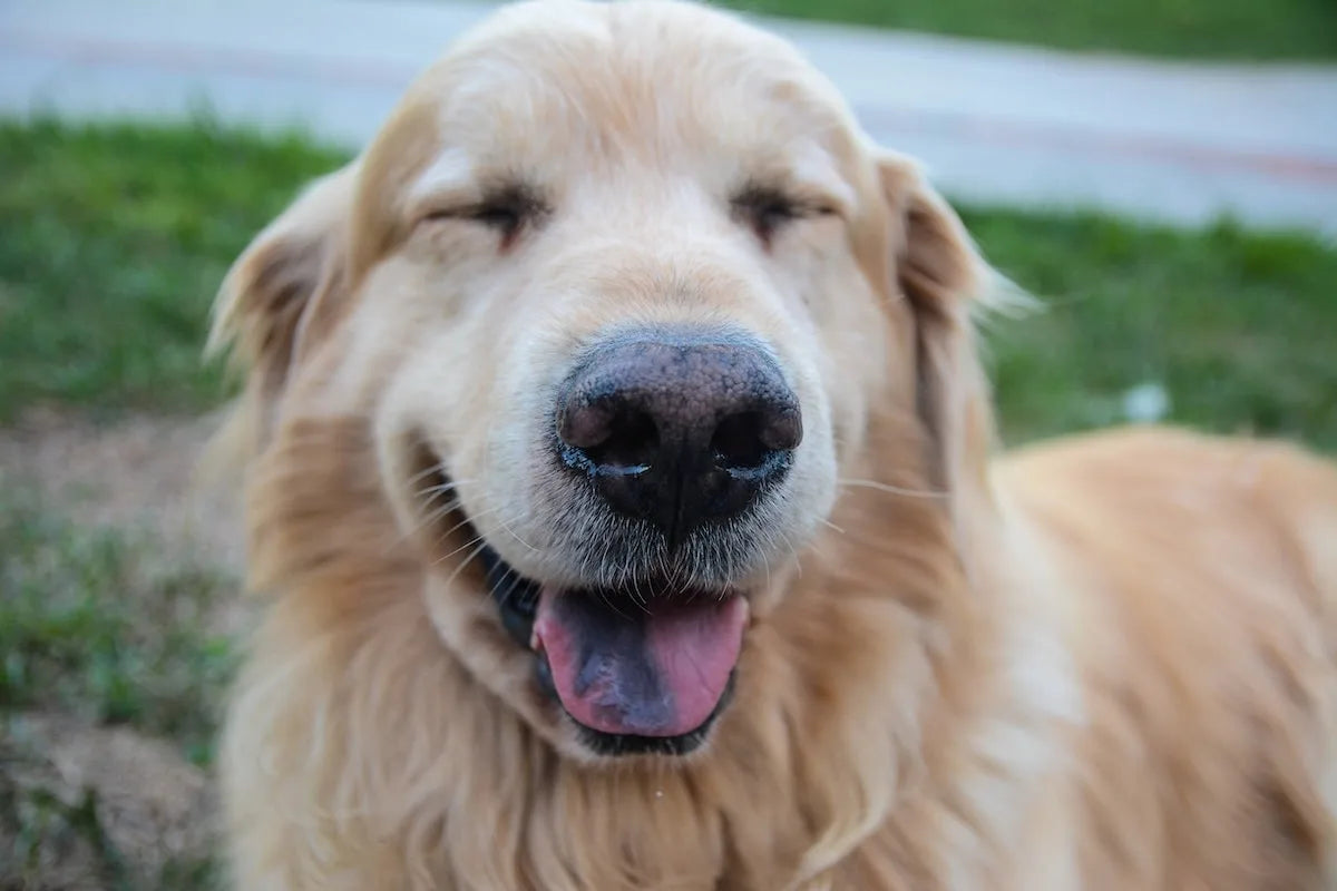 Thousands of Dog Parents Are Seeing the