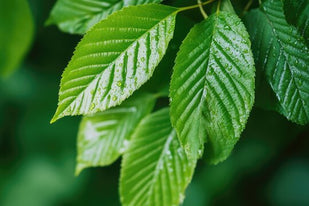 DosageSlippery Elm Extract