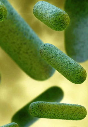 Bacillus Coagulans Probiotics